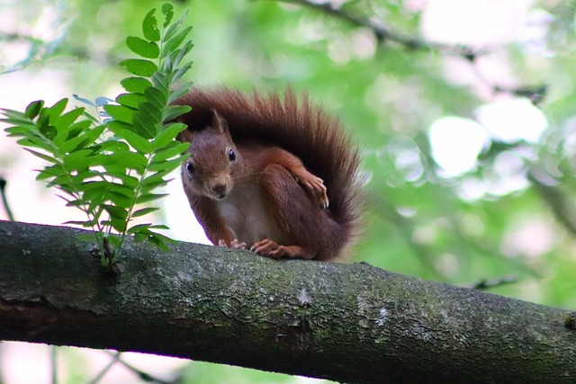 Can You Have a Squirrel as a Pet?