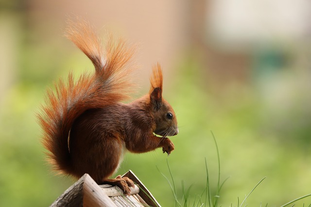 Are Squirrels High in Cholesterol?