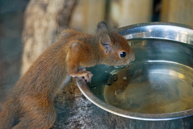 Do Squirrels Eat Popping Corn?