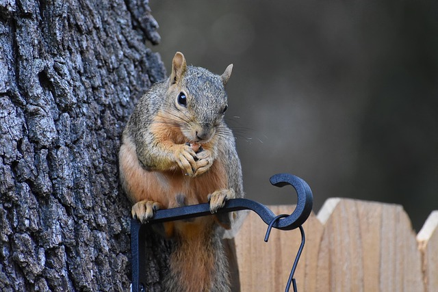Do Squirrels Sleep with Their Eyes Open?
