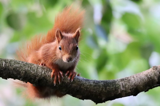 When Is Mating Season for Squirrels?