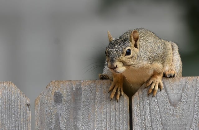 Do Raccoons Eat Squirrels? The Real Truth About Their Wild Diet