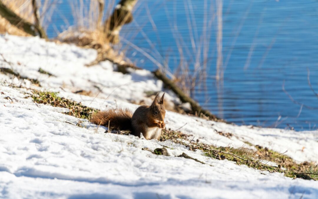 Do Squirrels Eat Berries?