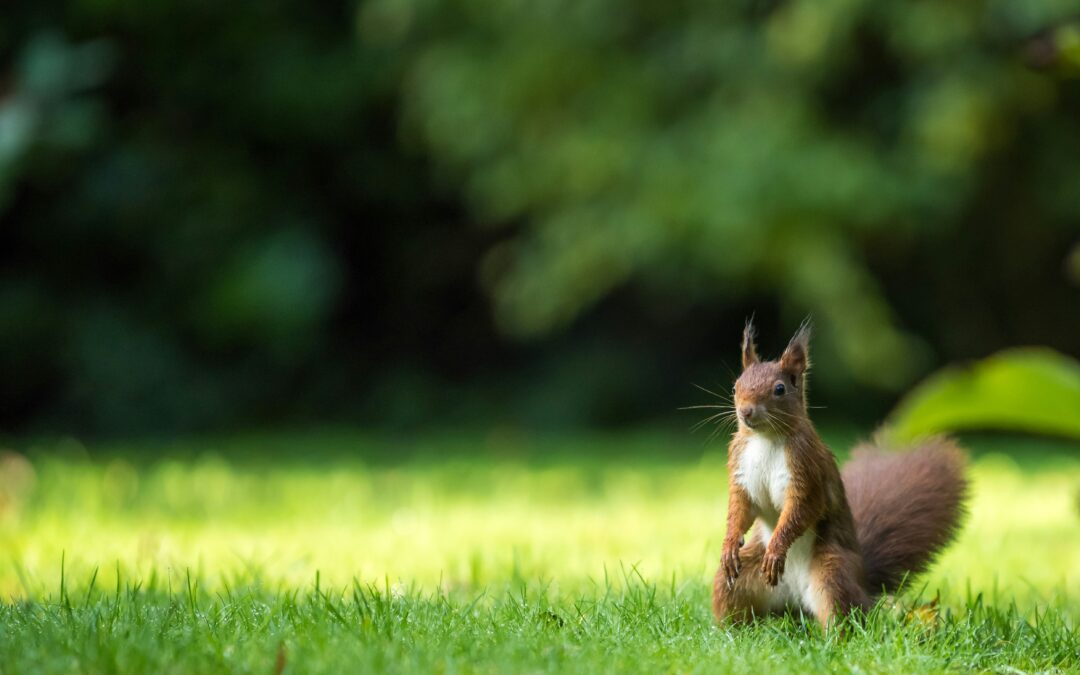 How Long Can Baby Squirrels Live Without Their Mother?